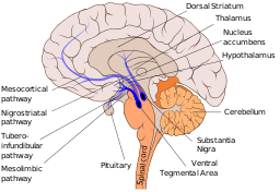Mesolimbic_pathway.svg